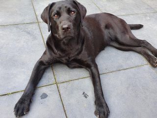 Bo