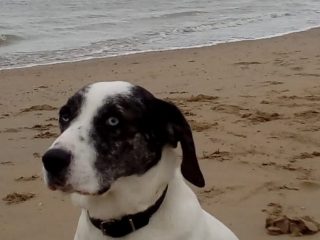 Paco