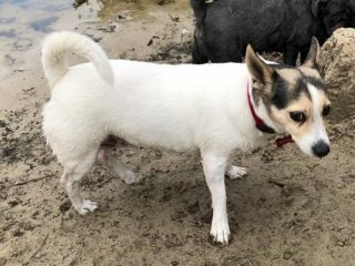 Sandy
